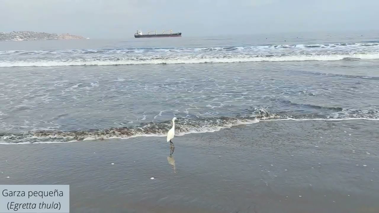 Garza peque&ntilde;a (Egretta thula) en la costa de La Serena