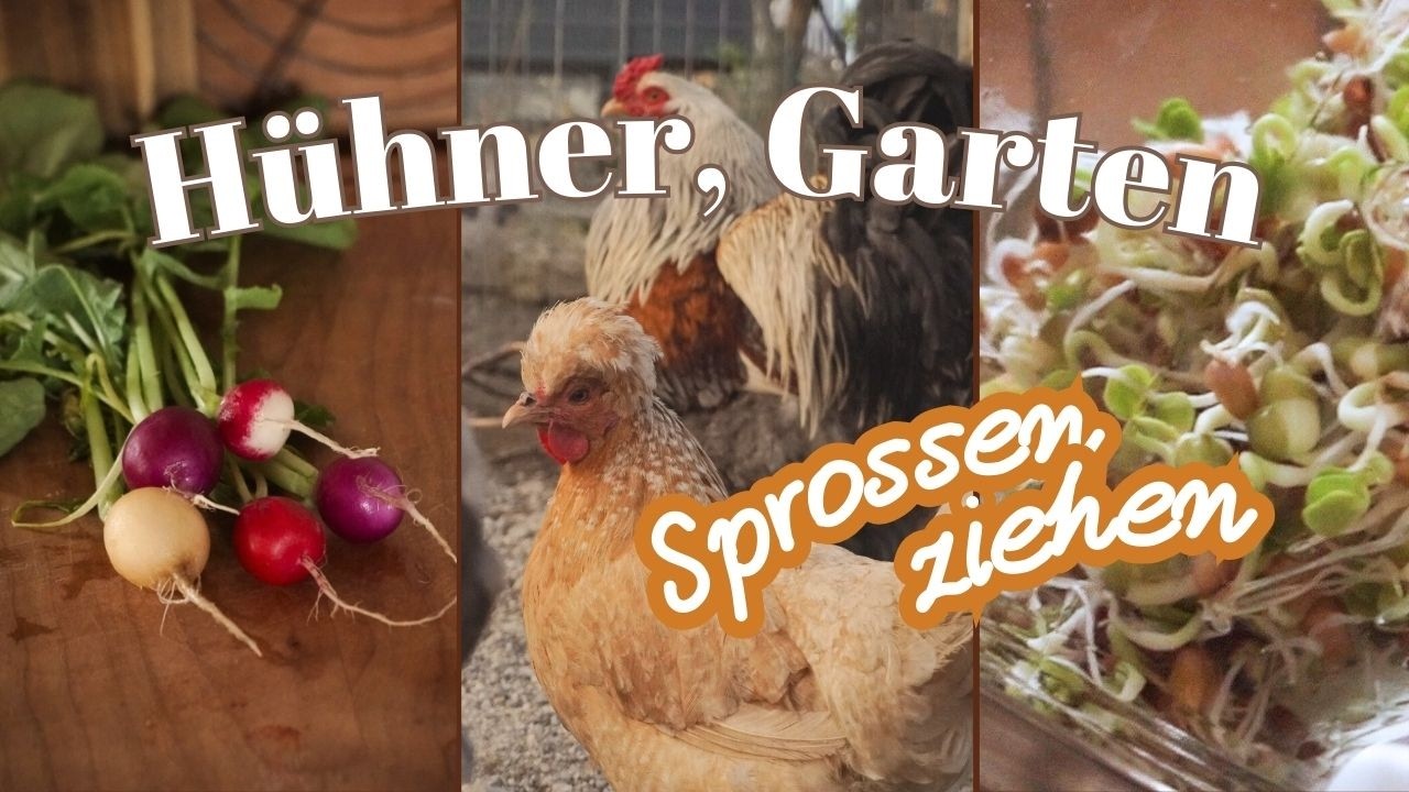 erste Gartenarbeiten 🌱🐓 Ausbrecherhühner & frische Sprossen selber ziehen Schritt für Schritt