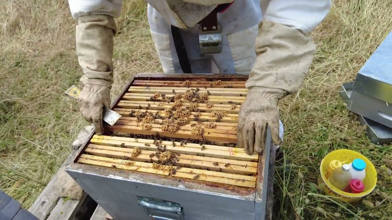 Traitement varroa systématique à la rupture de couvain