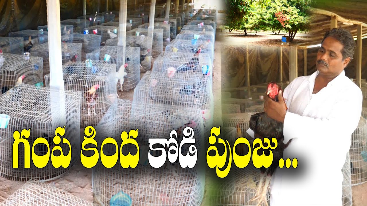 5 రకాల కోళ్లు - 5 తో మొదలెట్టి - 500 కోళ్లతో | NaatuKolla Pempakam | Nani