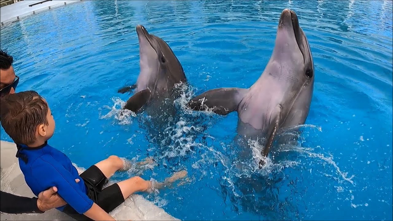 Dolphin Therapy (Murathan)