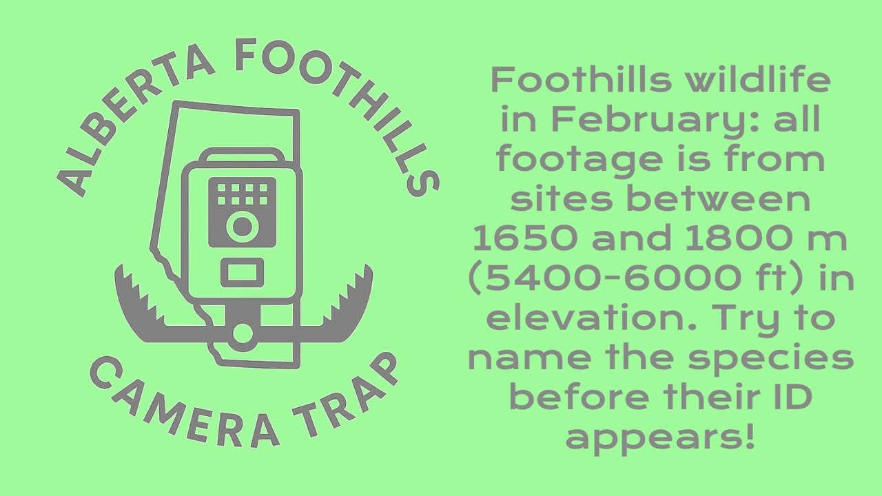 February in the Foothills: Ten Species in Four Minutes!
