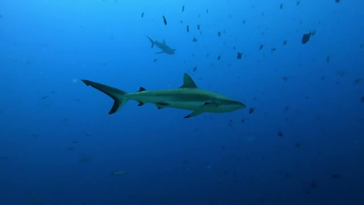 Shark Week 2024