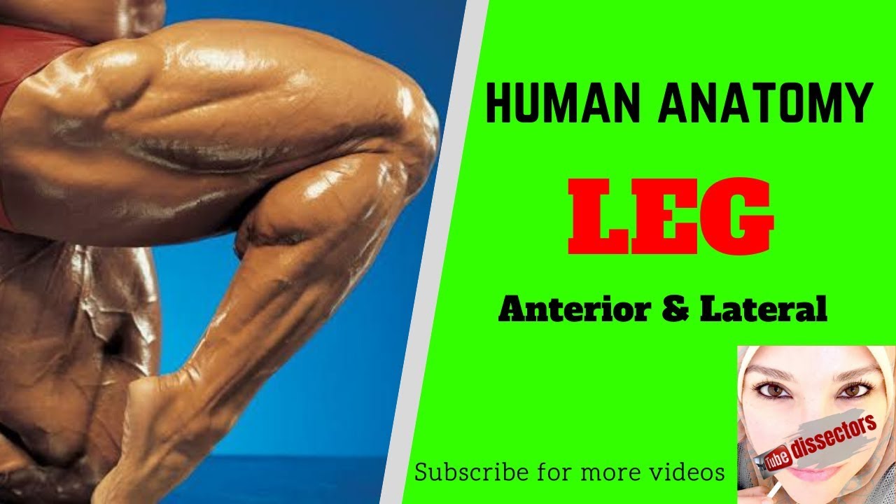Human anatomy - The Lower Limb - Leg - anterior and lateral compartments