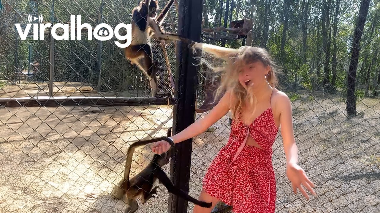 Małpy szaleją 🍌 Zabawne filmiki z małpami || ViralHog