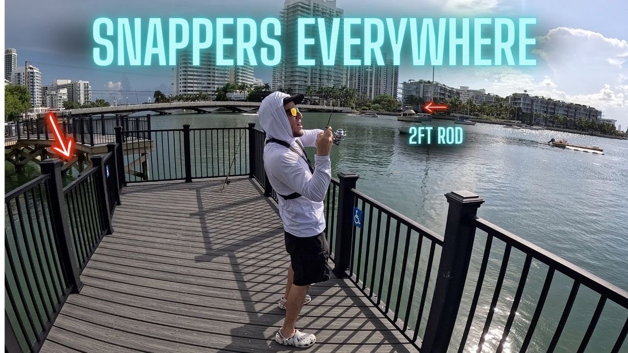 Snappers EVERYWHERE in This Popular Fishing Spot