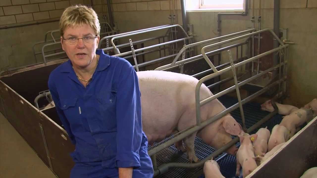 Fokbedrijf Ten Have - Mellema - Topfok Fokkerij Groep Oost