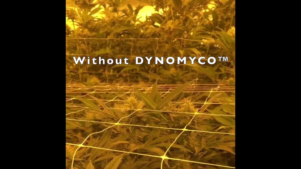 DYNOMYCO&trade;- growing with and without it at House of Cultivar