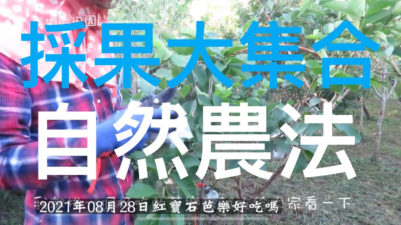 （退休了）休閒種植。自然農法，草生栽培！採果大合集