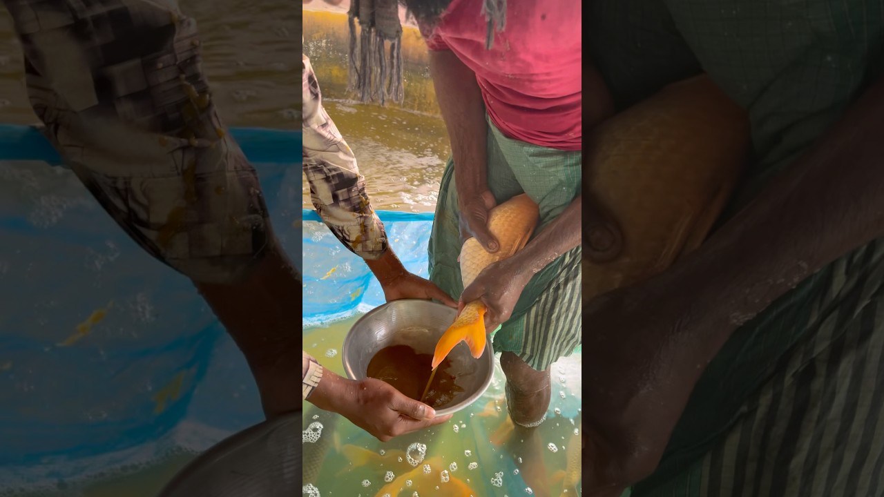 Amrican Thai Carp Fish Eggs Collect System #foryou #reels