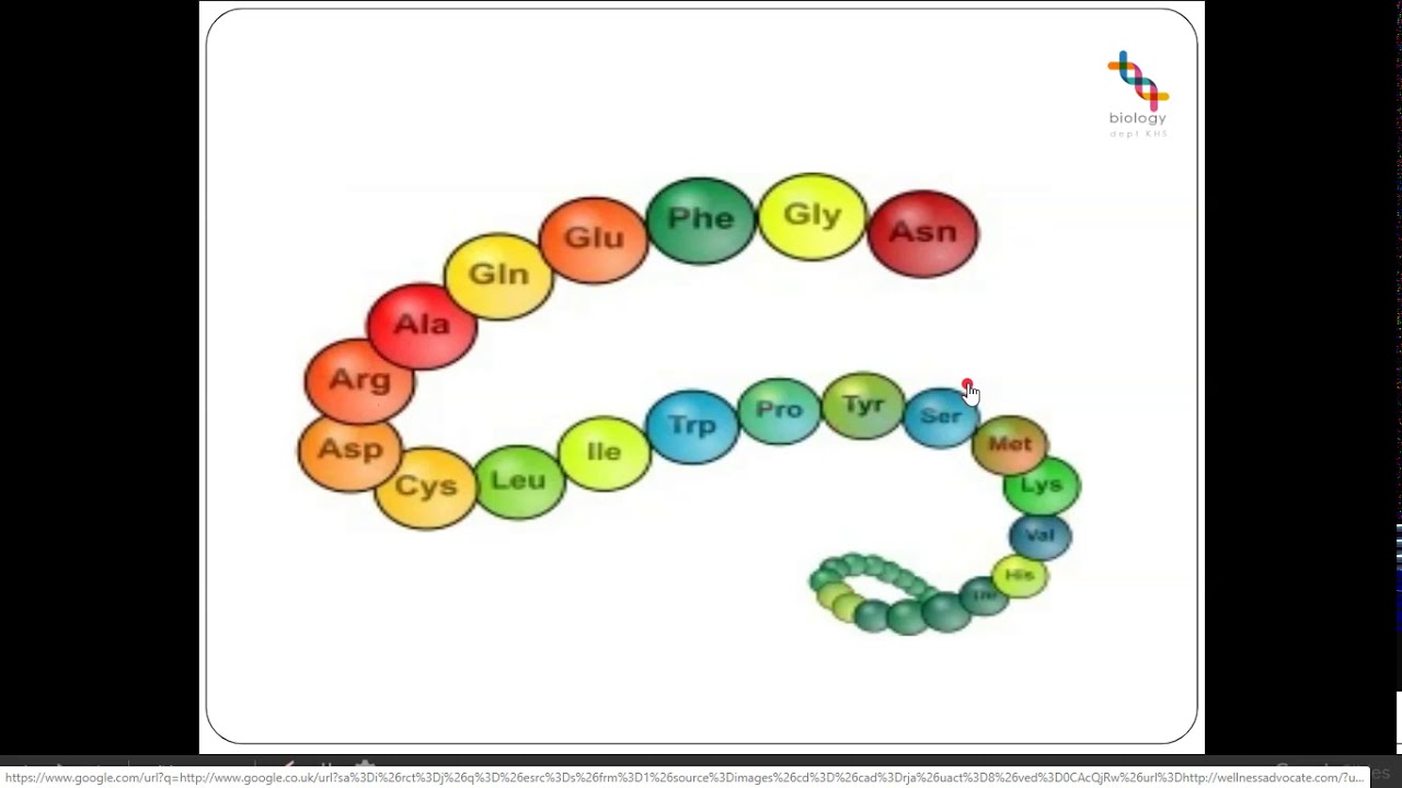 2ci  Amino Acid and Protein Structure