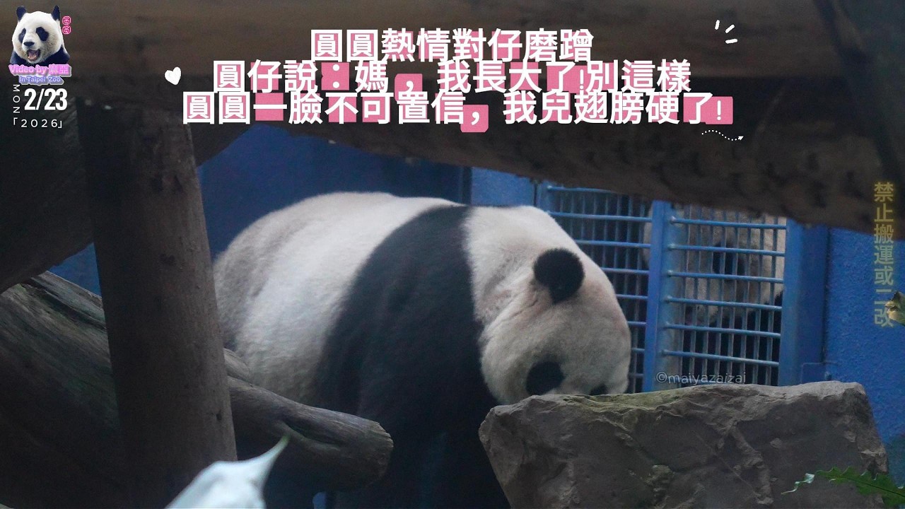 20260223 圓圓隔窗格對圓仔熱情磨蹭，圓仔沒看完就走熊，圓圓一臉不可置信WHAT?? The Giant Panda Yuan Yuan & Yuan Zai