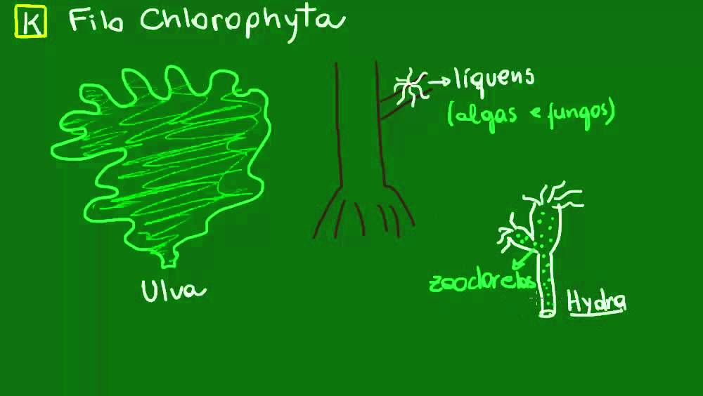 Clorofíceas ou algas verdes - Diversidade dos Seres Vivos - Biologia