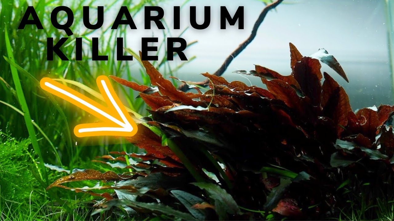 Cryptocoryne will KILL your AQUASCAPE