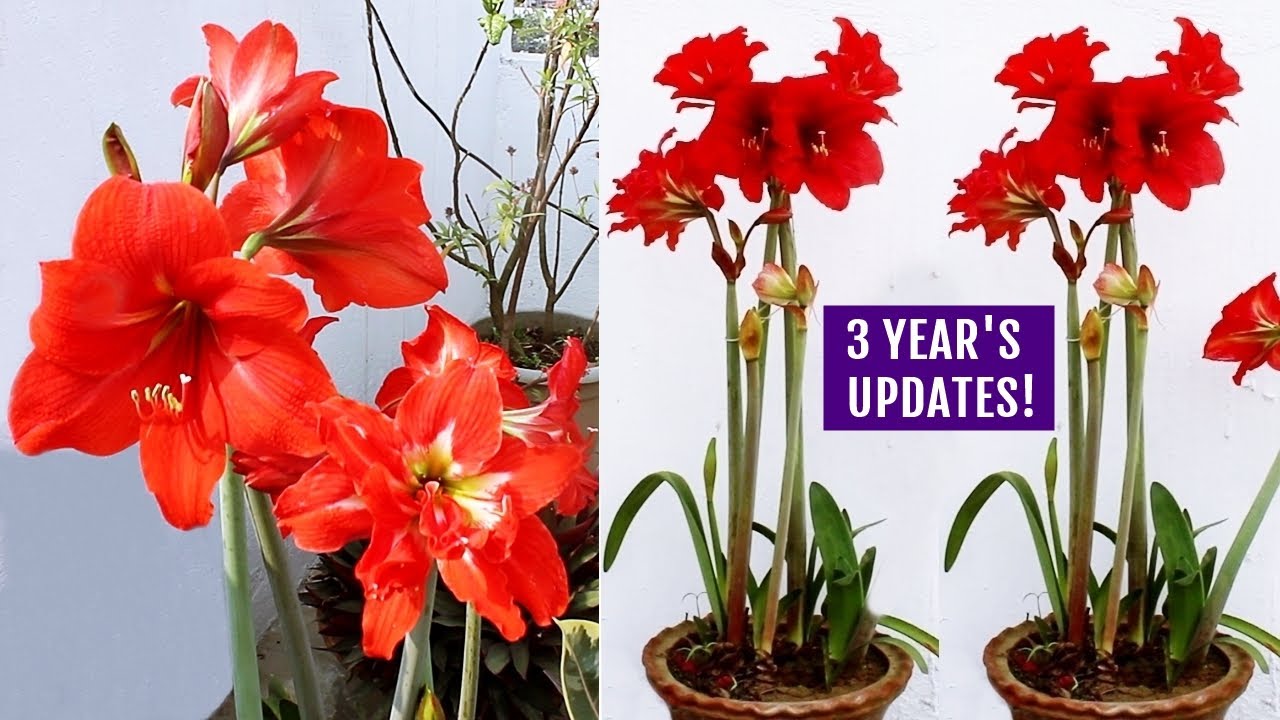 How To GROW Amaryllis RIGHT Way At RIGHT Time?
