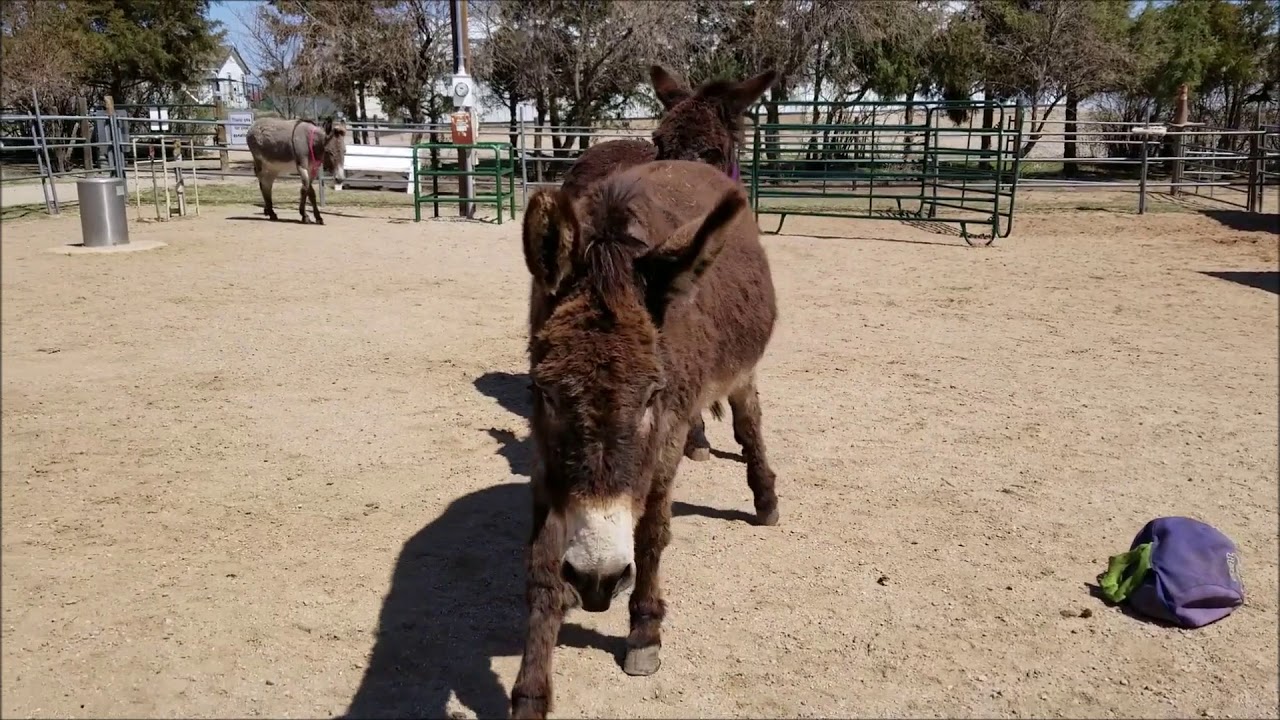 Donkey Toys