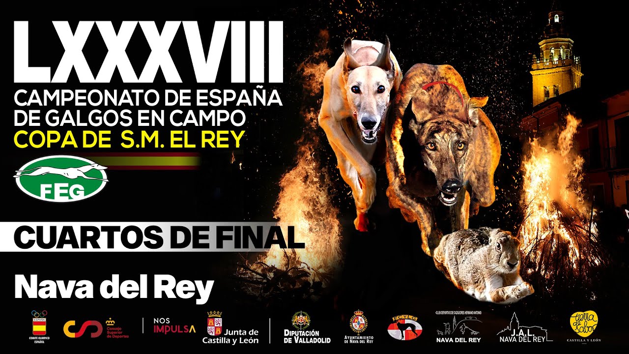 SEGUNDA JORNADA Cuartos de Final LXXXVIII  Campeonato de España Galgos en Campo COPA DE S,M, EL REY