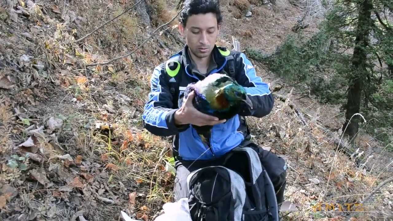 Rescuing Himalayan Monal (Manali)