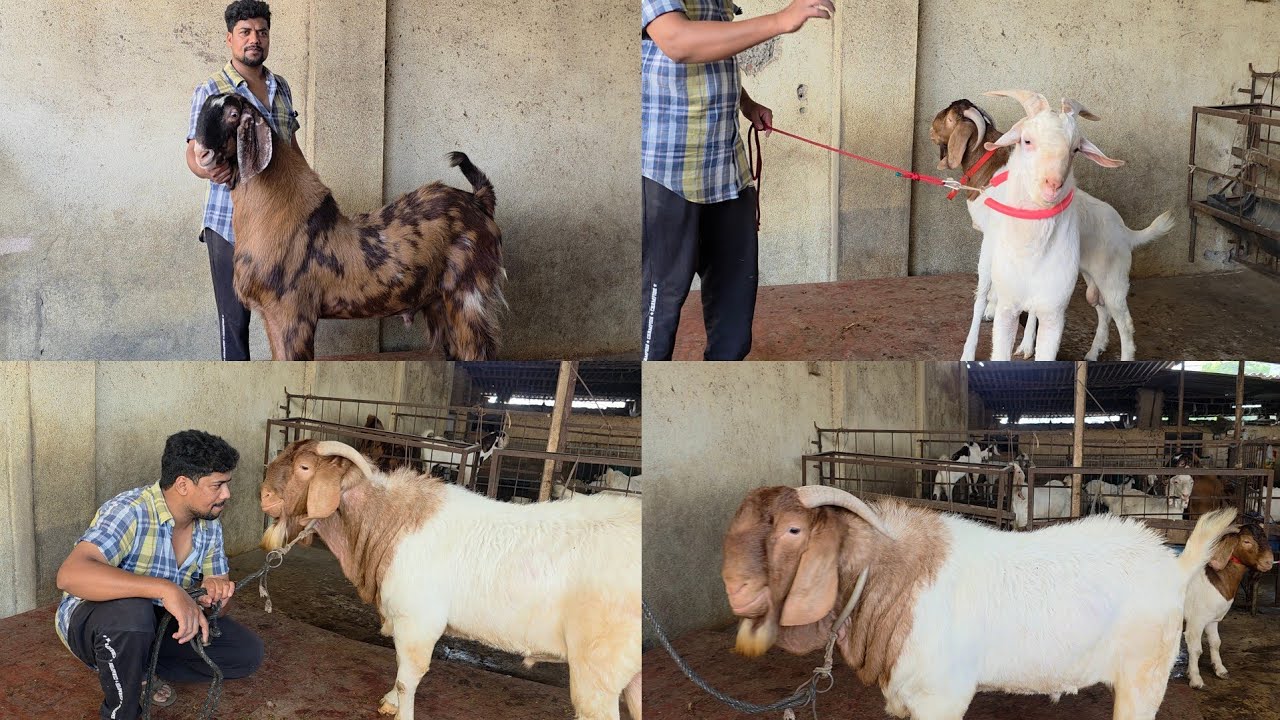 Kohinoor Collection Ramzan Special | Palehue Bakro Ka Collection At Kohinoor Goat Farm Bhiwandi. 