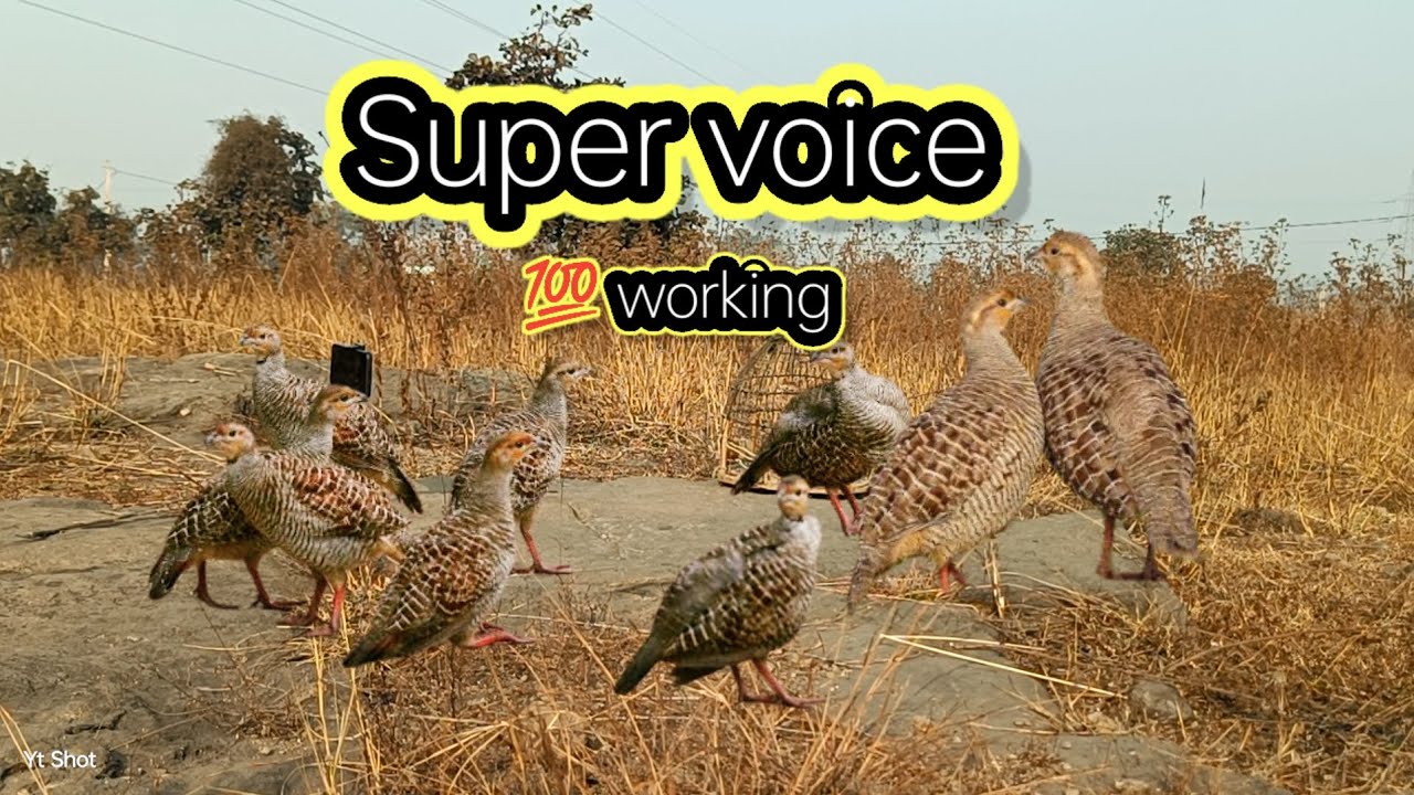 Super voice call 💯 working pheasant voice grey hunting sound grey francolin voice partridge shikar 