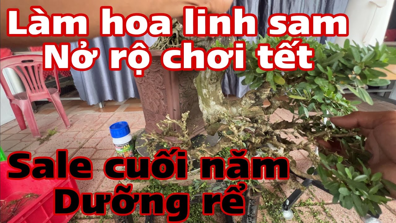 làm bông linh sam  nở rộ chơi tết | 0334105642 Tuấn bán thuốc dưỡng rể
