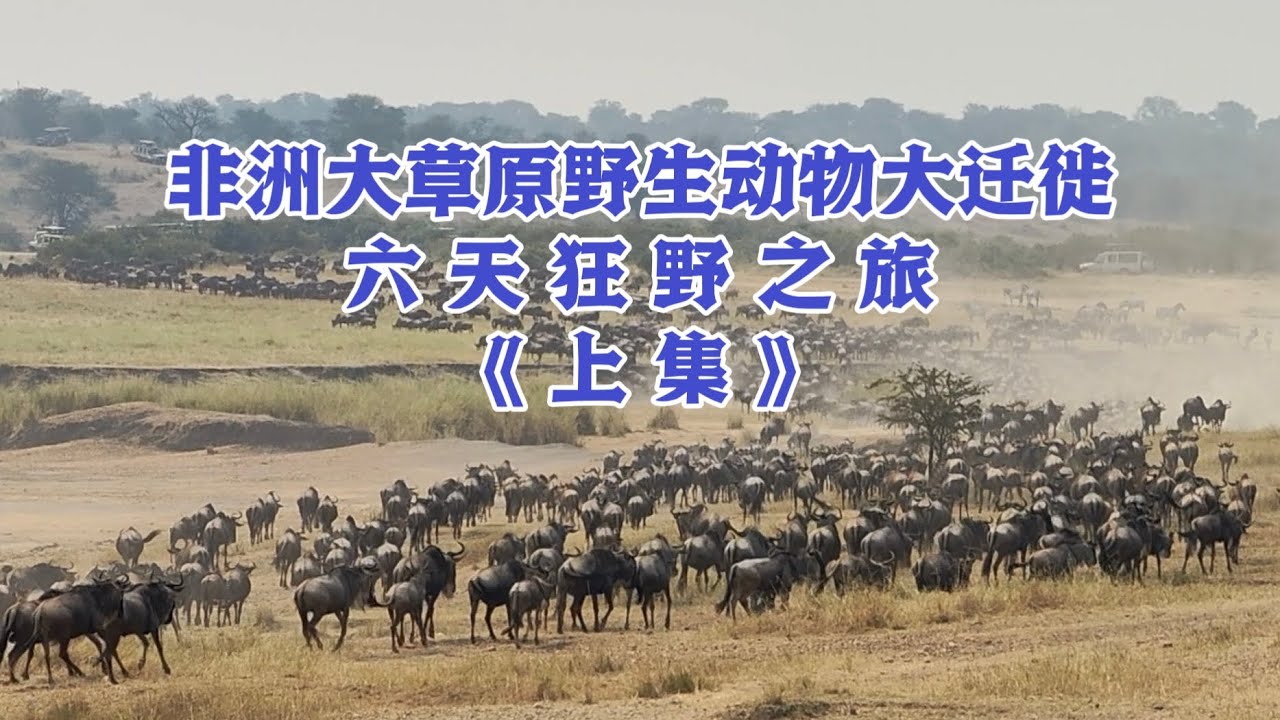非洲大草原野生动物大迁徙六天狂野之旅《上集》