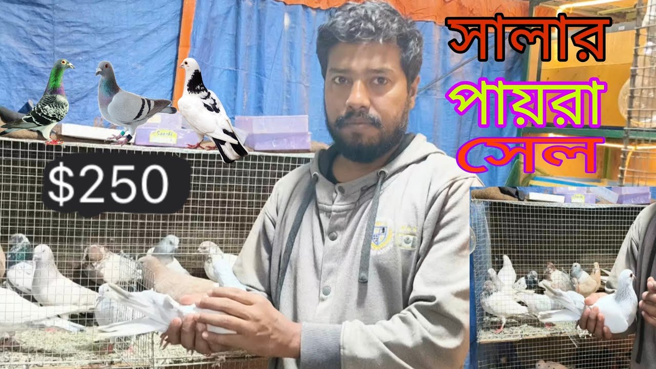 Rajesh salar Kabutar Sall কম দামে সালারে রাজেস দার দোকানে পায়রা সেল #pigeon #salar #Rajesh