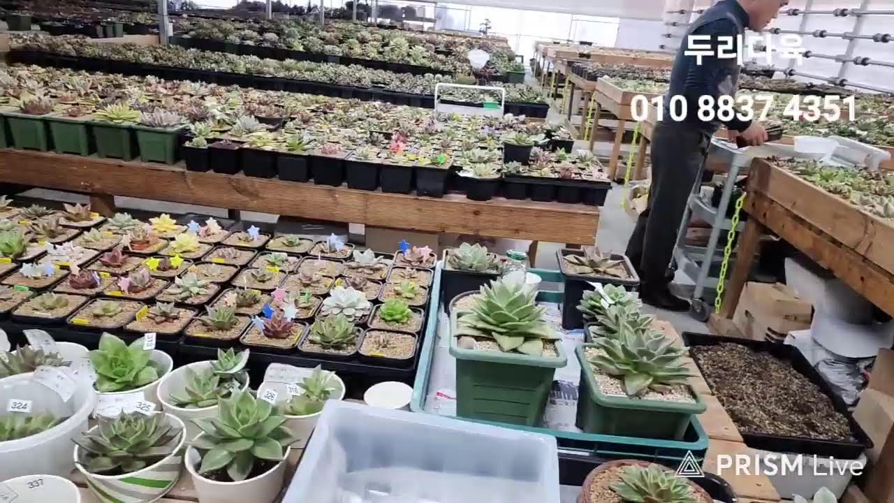 꽃나비다육 라이브 방송