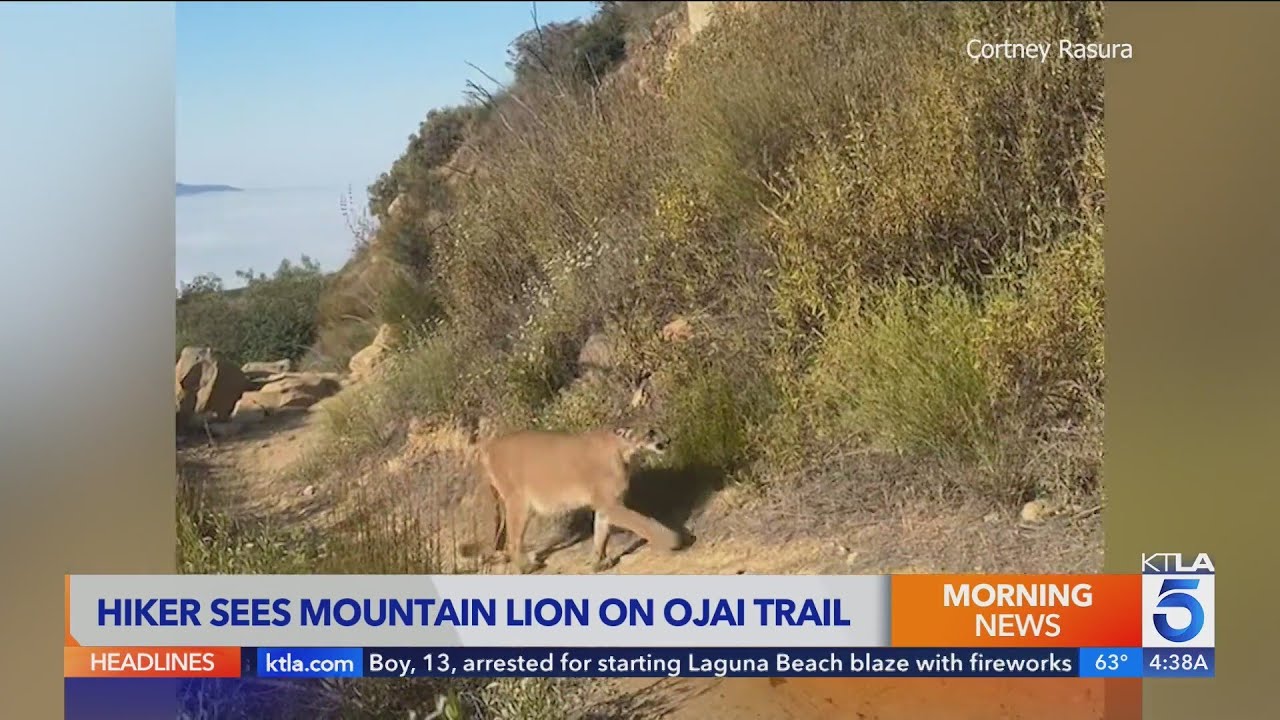 'No, no, no!' Woman encounters mountain lion on Ojai hiking trail | Wild Animals SoCal