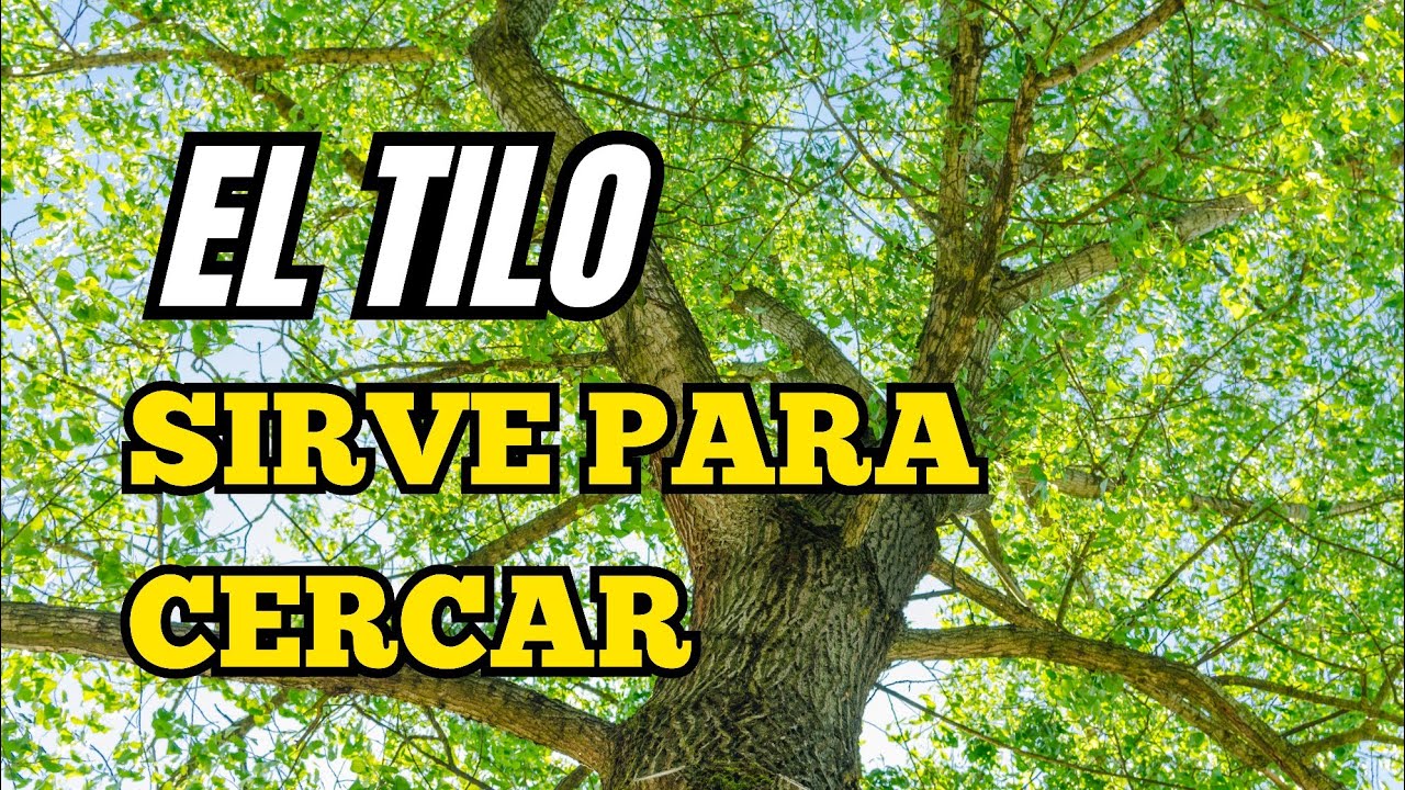 Tilo para CERCOS VIVOS: Aprende como hacerlo f&aacute;cilmente