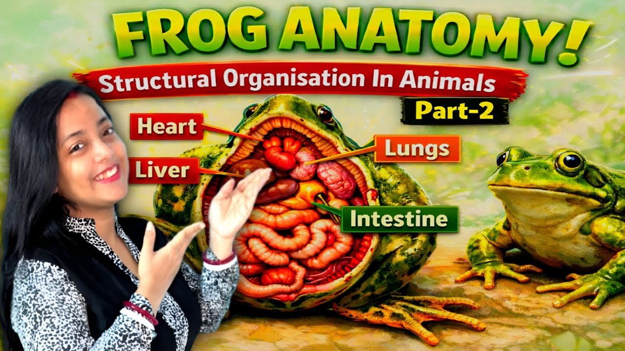 FROG ANATOMY| Structural Organisation In Animals(Part-2)|NEET 2026| #neet2026 #biology #ncert #neet