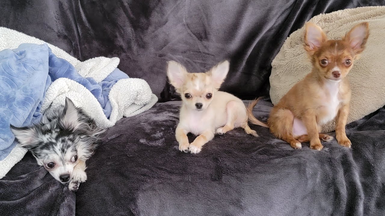 Playing With Chihuahuas 1/29/2023