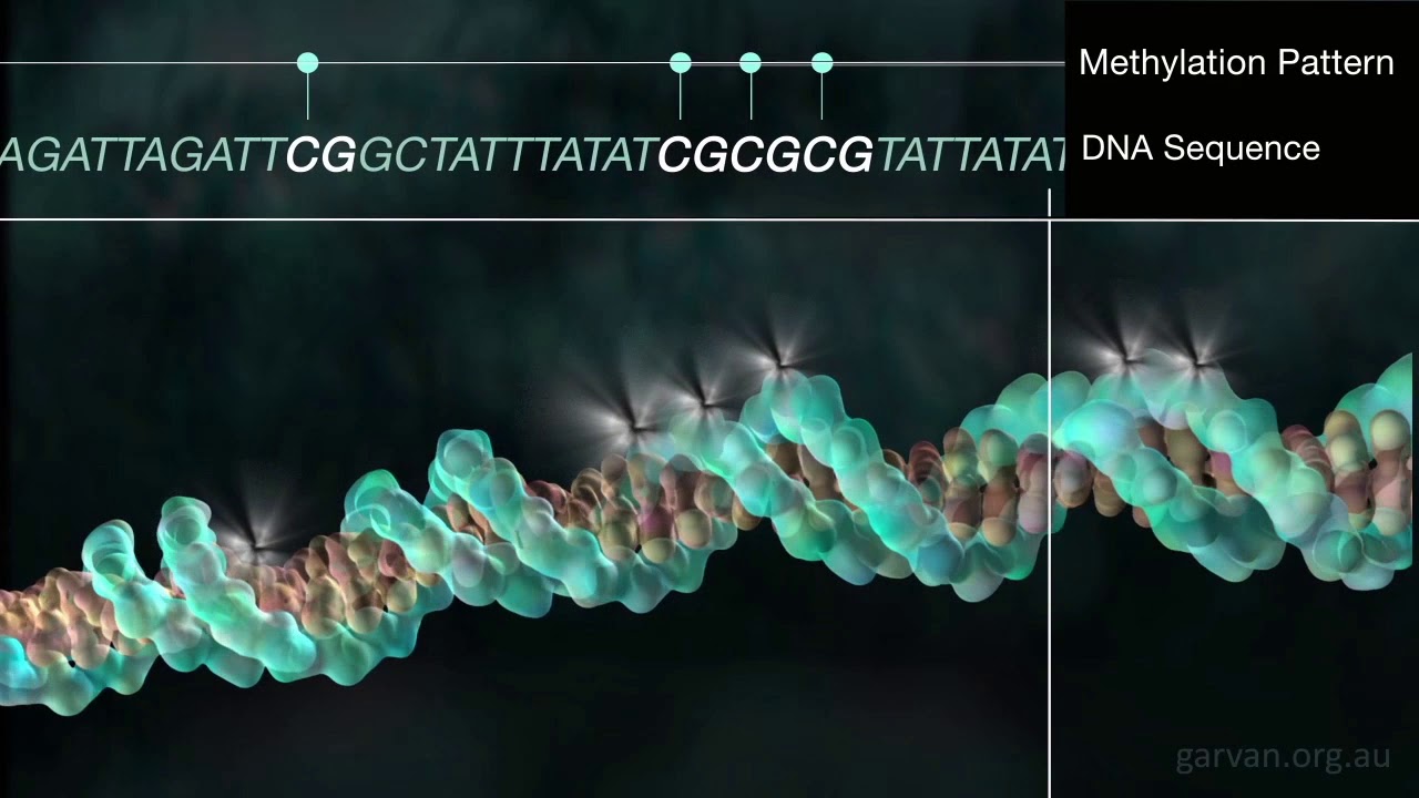 DNA methylation