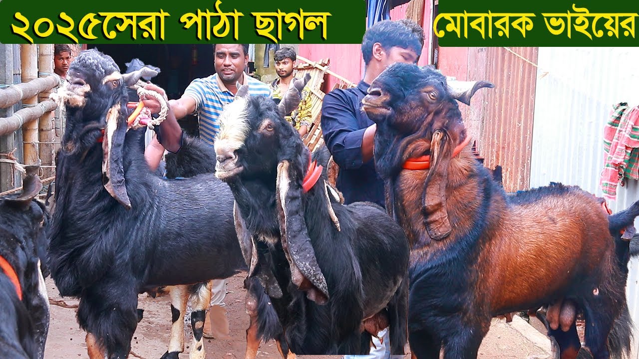 ২০২৫সেরা পাঠা ছাগল মোবারক ভাইয়ের goat farm