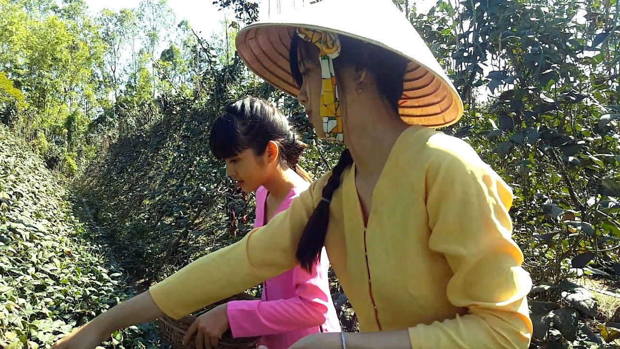 Thôn nữ hái đậu đũa về xào tép  | Thôn Nữ Miền Tây