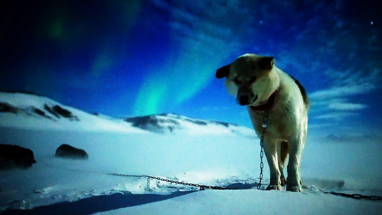 A Christmas Exploration of the Arctic World (4K Documentary)