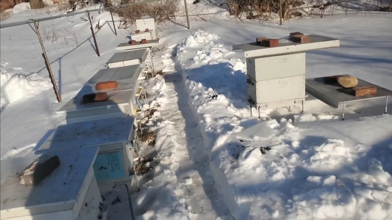 ПЧЁЛЫ, ЗИМА, ПРЕДПОСЛЕНИЙ ДЕНЬ.