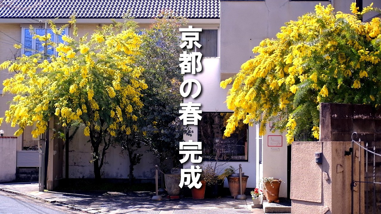 【2026🌼京都】今しか見れない黄金の世界。京都で今、一番美しい場所へ行ってきました | ミモザ4選#京都観光 #ミモザ #京都Vlog #京都パン屋 #Solo