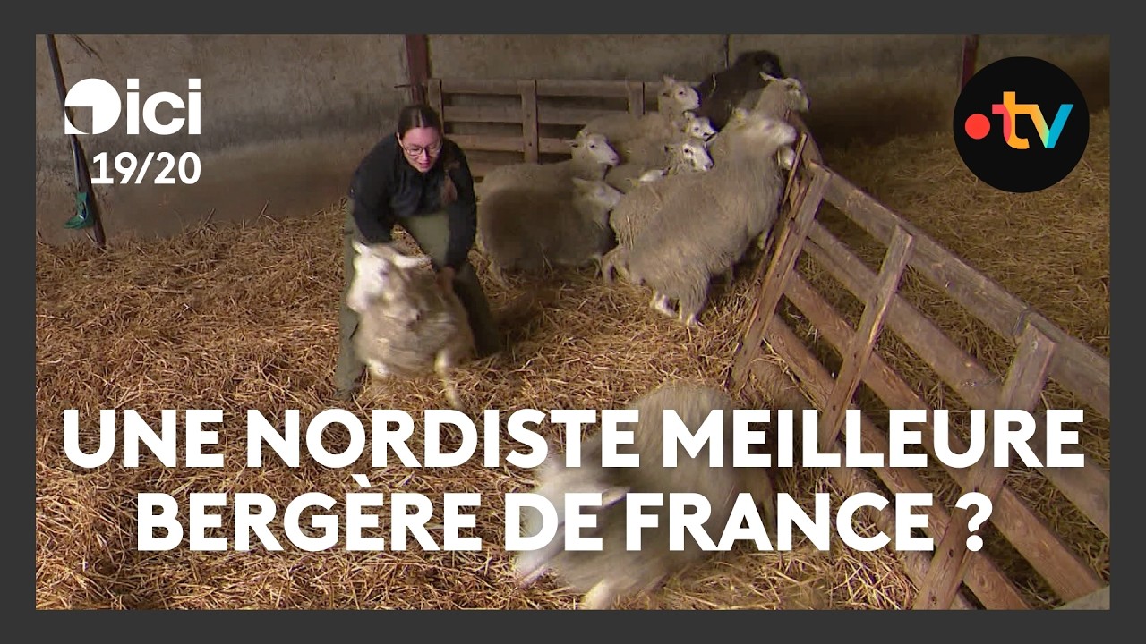 Une nordiste meilleure bergère de France ?