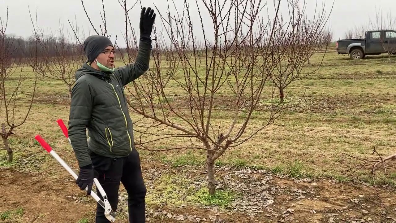 kajszi metszés Karád 2021 március
