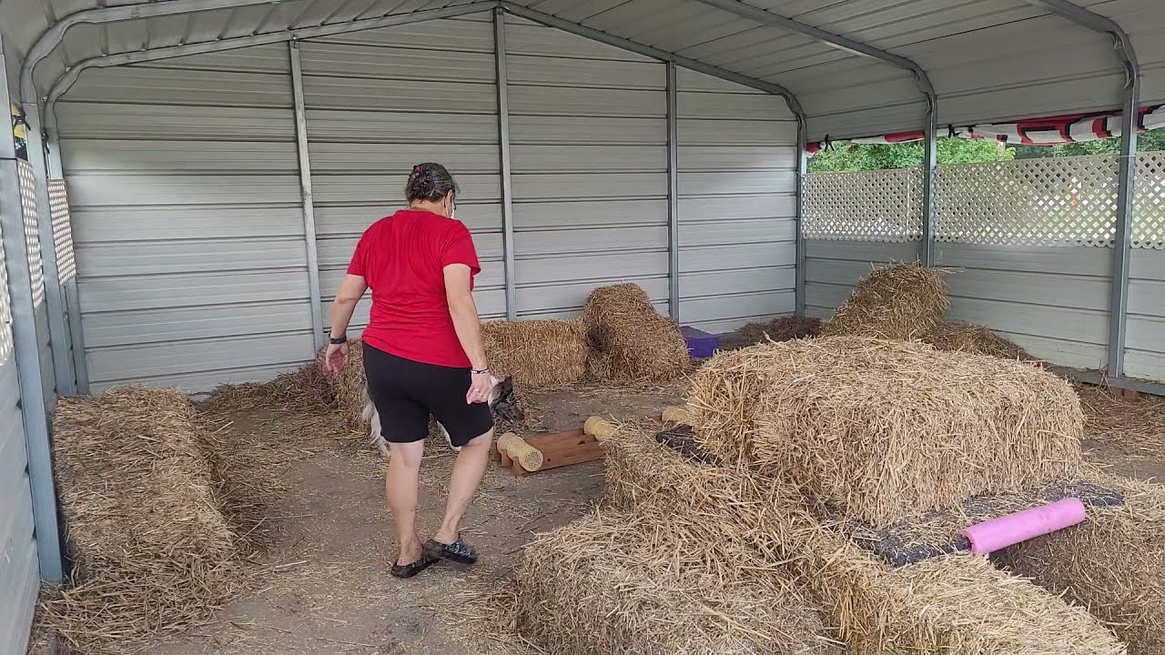 Zap's first Barn Hunt (Instinct Class)