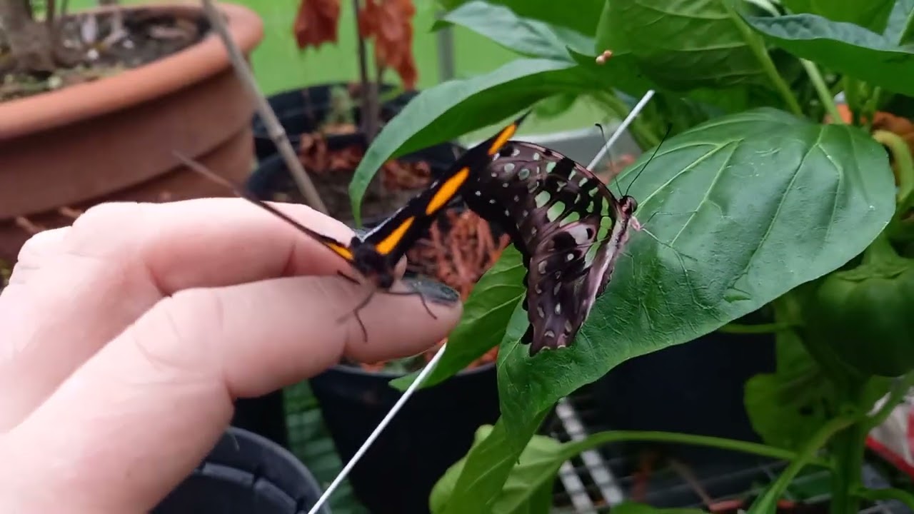 Releasing butterflies in the greenhouse. 💗