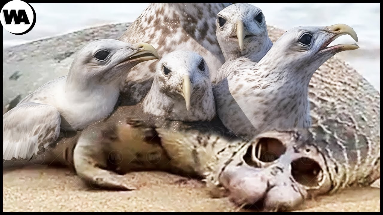 Por Eso Odio Las Gaviotas