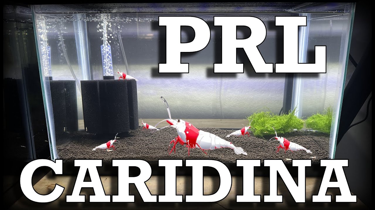 Pure Red Line Caridina Shrimp Setup