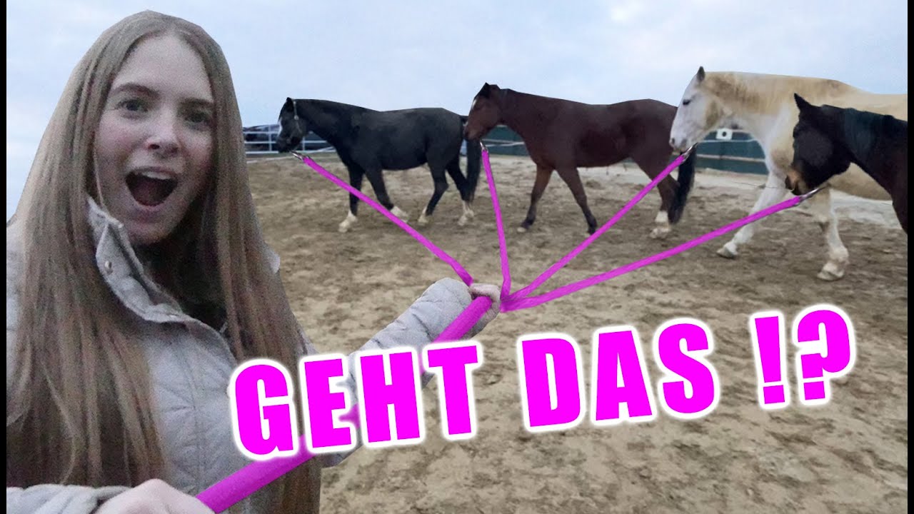 ALLE PFERDE GLEICHZEITIG LONGIEREN ⁉️😱