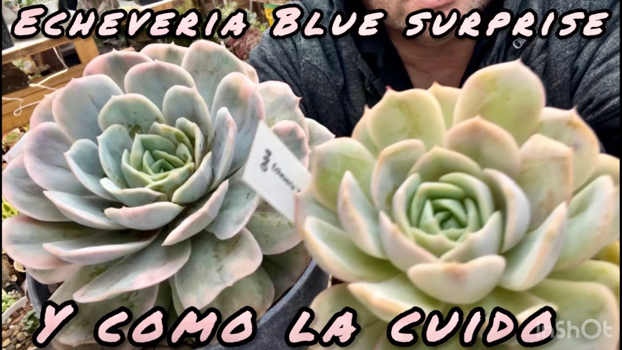 Как ухаживать за моей эхеверией Blue Surprise?