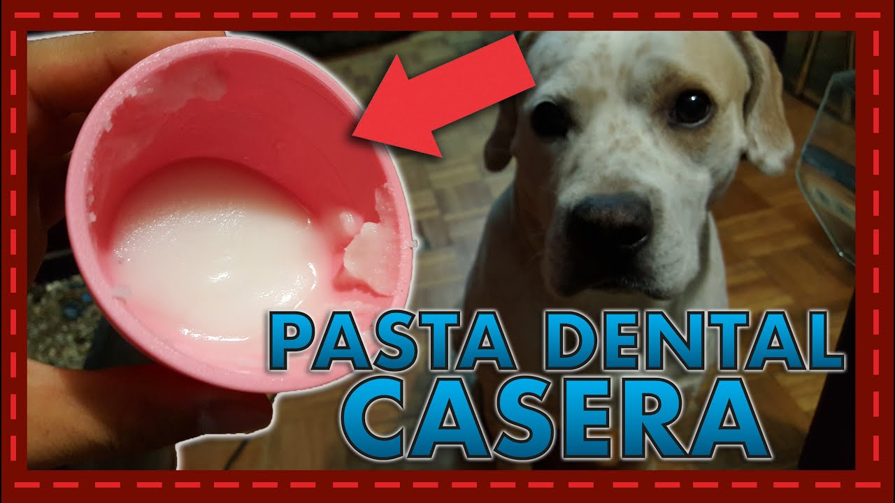 🪥🐶 Haz pasta dental casera para tu perro en solo 5 minutos