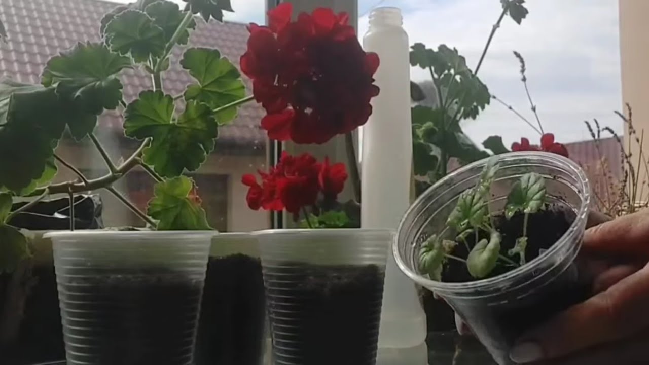 пеларгонія від насіння до цвітіння🌺 покрокова інструкція посіву пеларгонії/герані