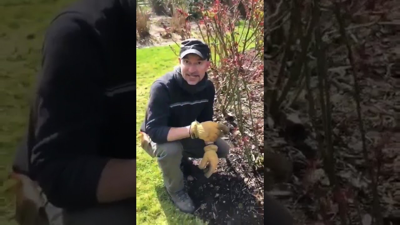 Pruning Rose Bushes
