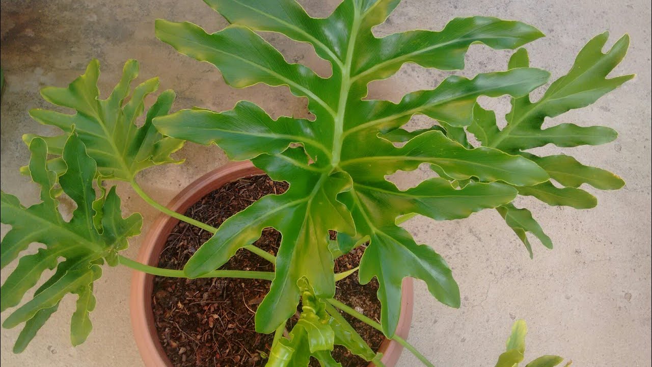 Dicas de como plantar banana de macaco em vaso.